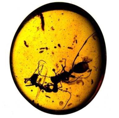 amber-inclusions